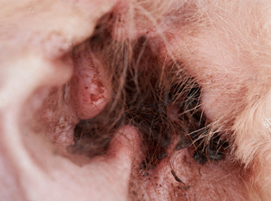 Otitis Externa